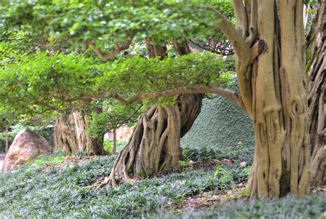 庭院樹種|植木と庭木の代表種を徹底解説！【樹木の種類も紹介。